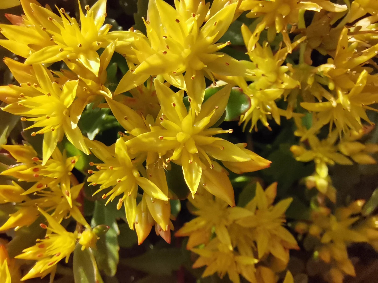  Ra mắt giữa tâm bão, Huawei Honor 20 Pro có gì đặc biệt? ảnh 4