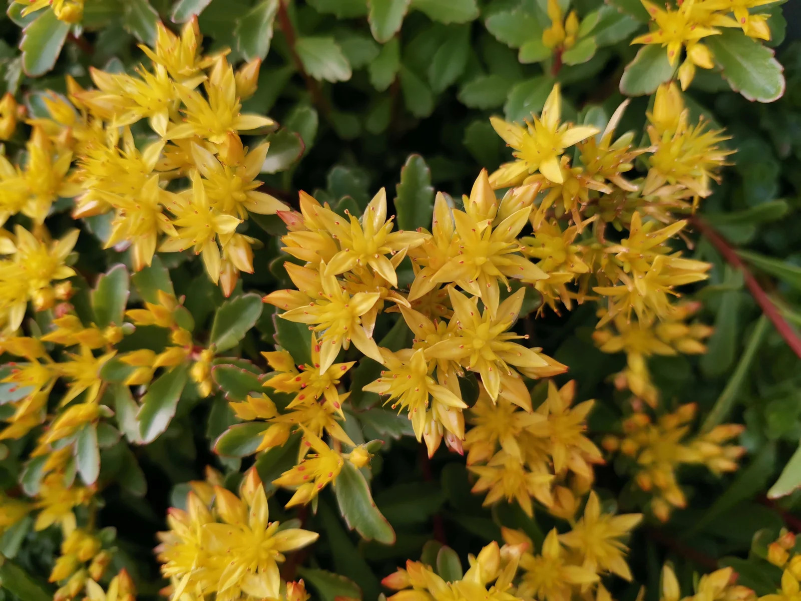  Ra mắt giữa tâm bão, Huawei Honor 20 Pro có gì đặc biệt? ảnh 5