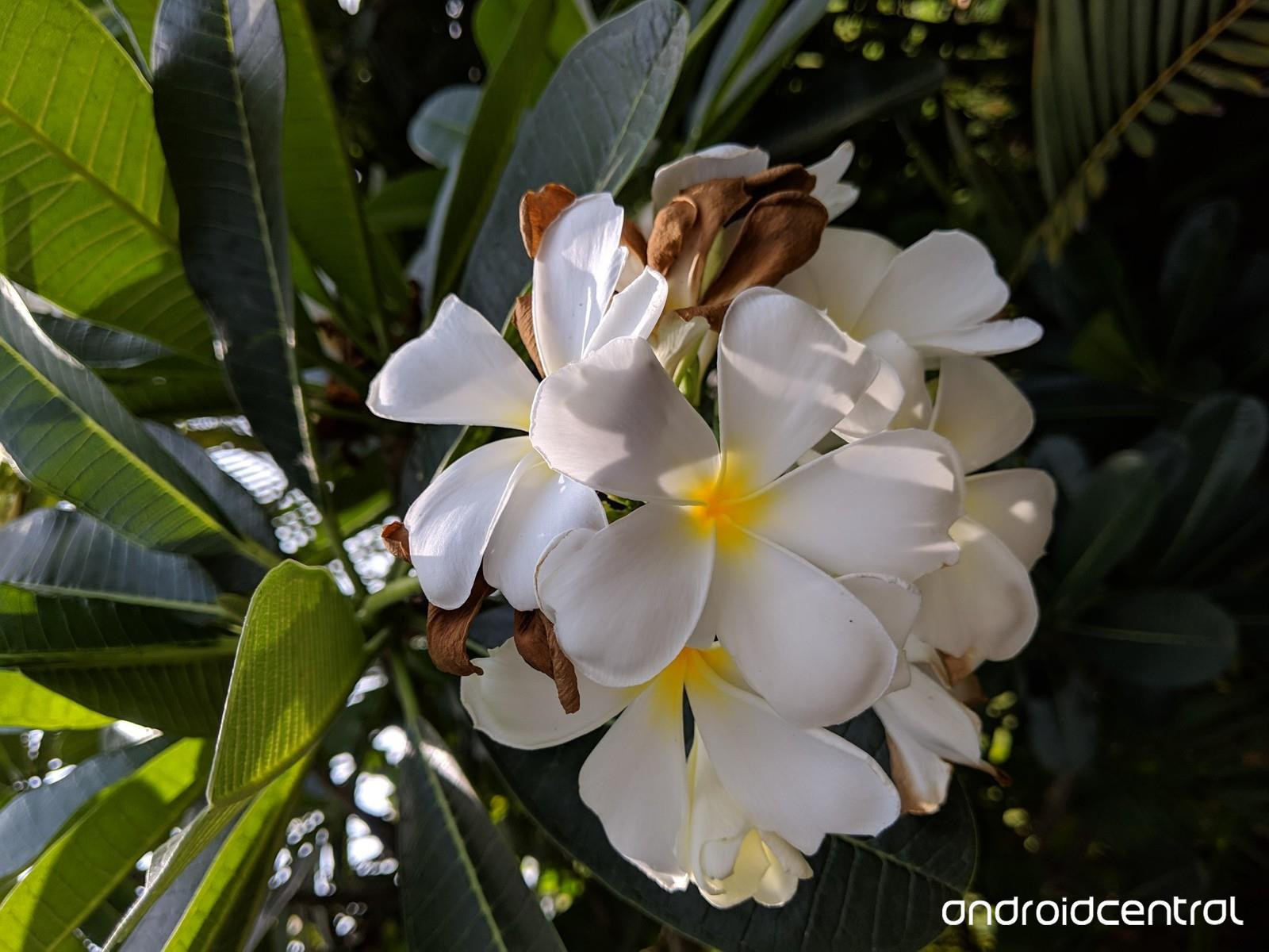 Ảnh chụp bằng Pixel 3a XL. Nguồn: Android Central