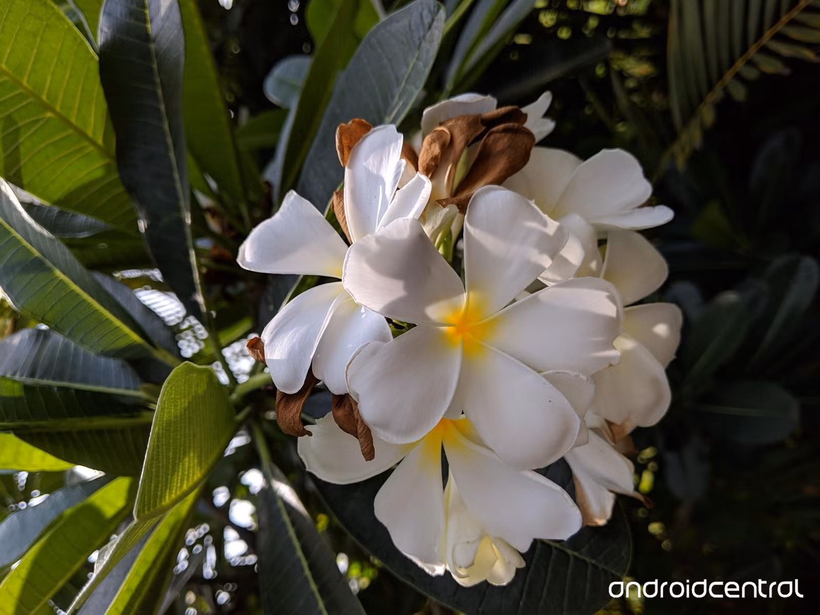 Ảnh chụp bằng Pixel 3a XL. Nguồn: Android Central