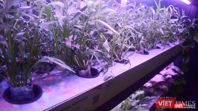 Vườn rau thông minh của công ty CP Giải pháp nông nghiệp thông minh