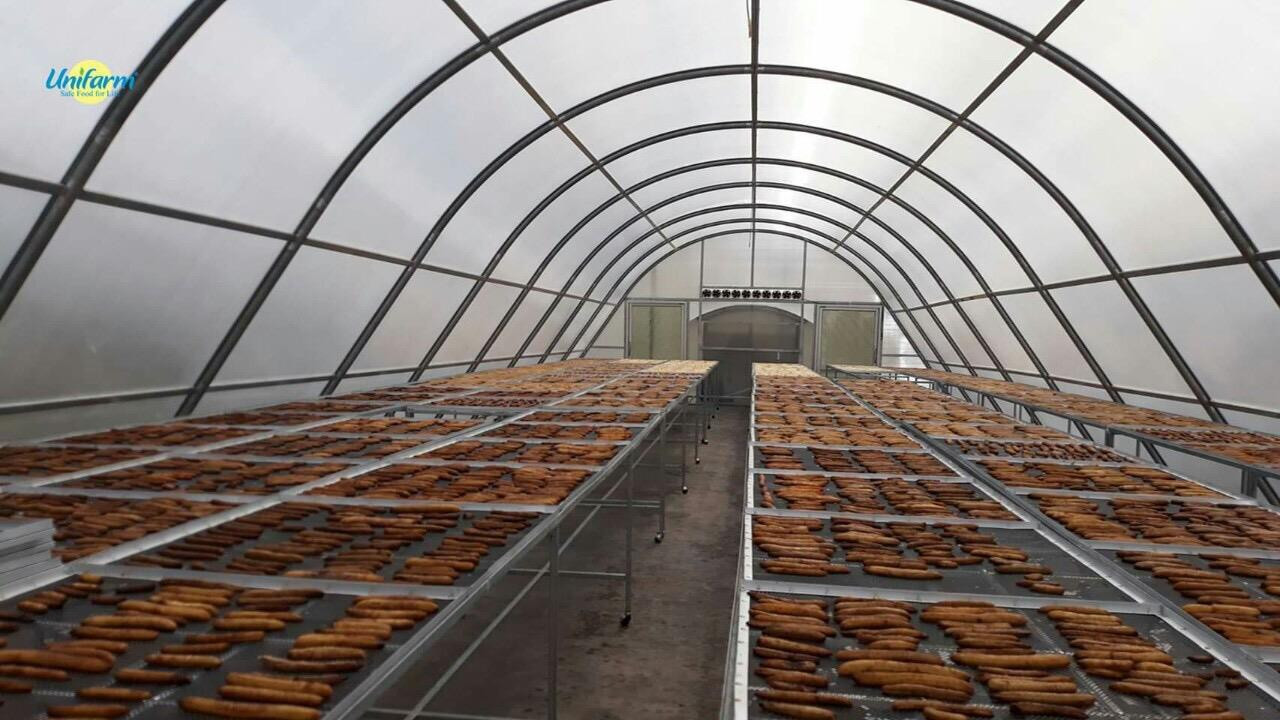 Chuối sấy bằng năng lượng mặt trời Chuối sấy bằng năng lượng mặt trời