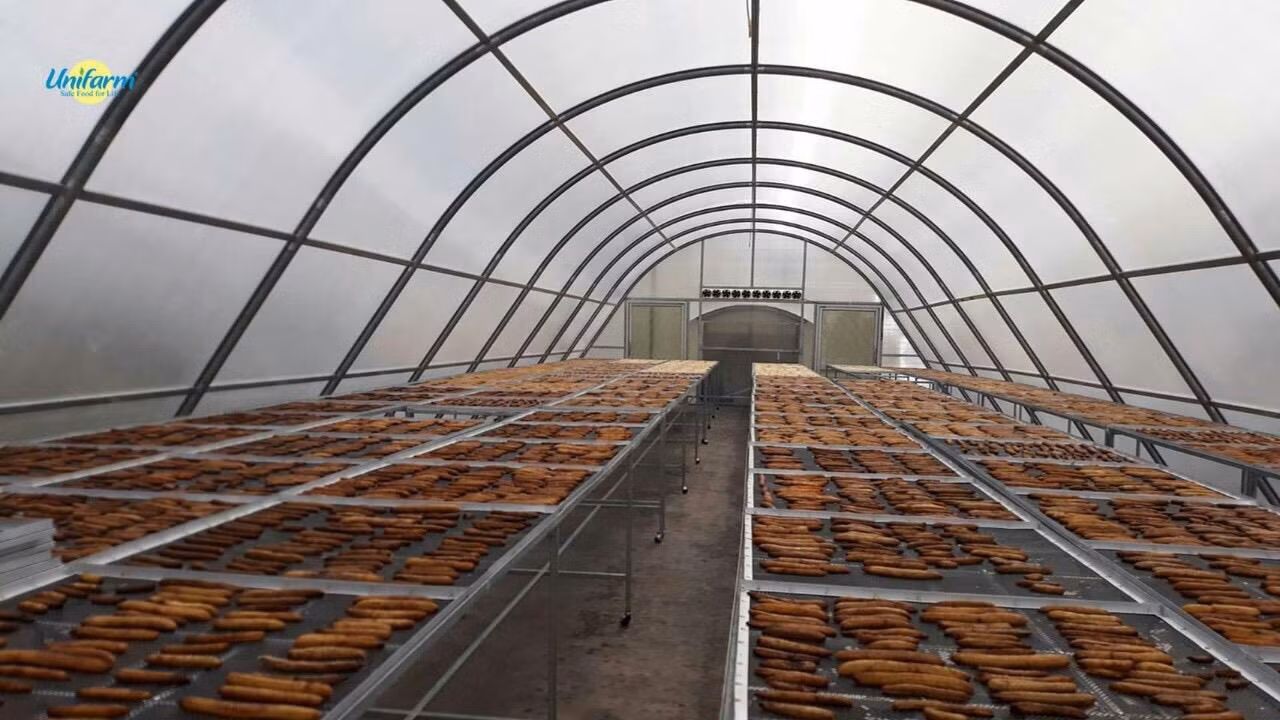 Chuối sấy bằng năng lượng mặt trời 