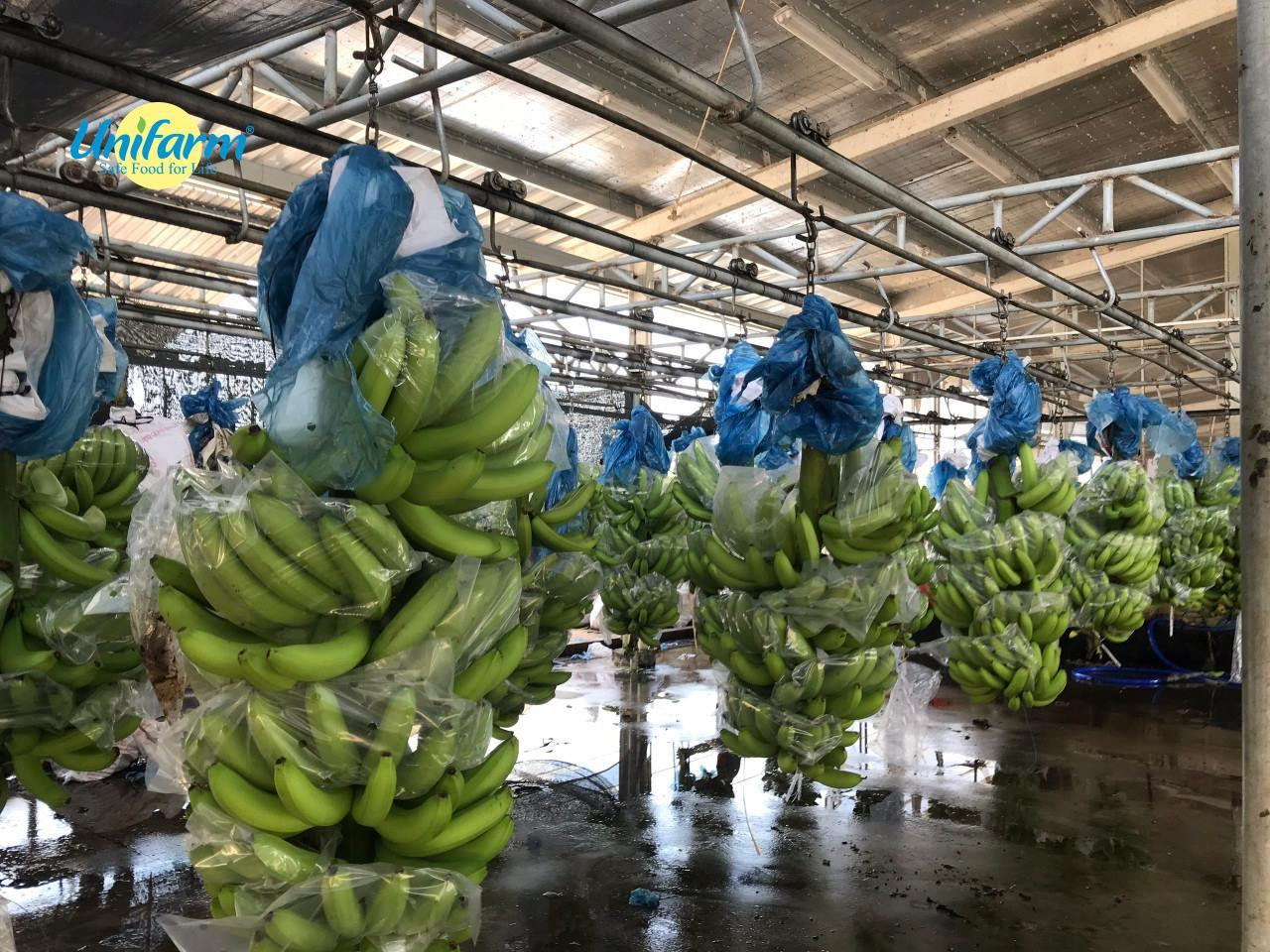 Dây chuyền vận chuyển Chuối ở trang trại Unifarm Dây chuyền vận chuyển Chuối ở trang trại Unifarm
