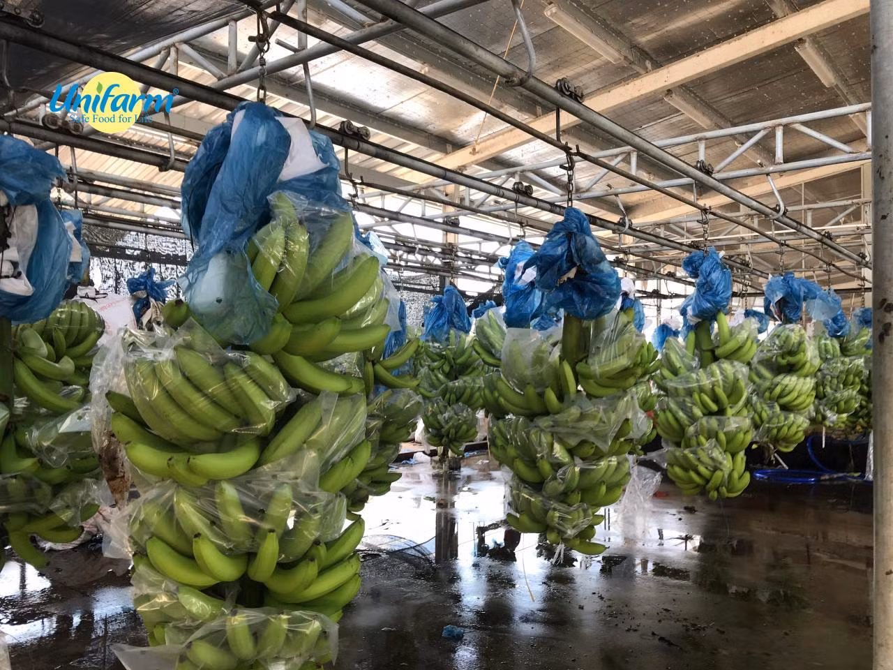 Dây chuyền vận chuyển Chuối ở trang trại Unifarm