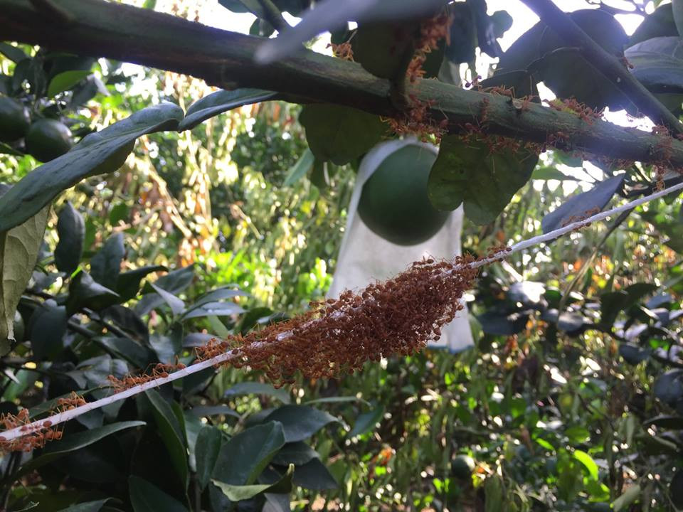 Kiến vàng được nuôi trong vườn Bưởi Unifarm để chữa trị sâu bệnh một cách tự nhiên Kiến vàng được nuôi trong vườn Bưởi để chữa trị sâu bệnh một cách tự nhiên