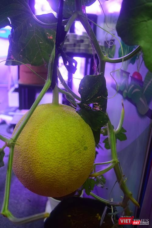 Trái Dưa lưới này là sản phẩm được trồng bởi viên trồng cây thông minh trong trang trại của Vin Eco - Ông Trần Thái Nguyên, giám đốc thương mại Công ty CP Giải pháp Nông nghiệp thông minh cho biết. Trái Dưa lưới này là sản phẩm được trồng bởi viên trồng cây thông minh trong trang trại của Vin Eco - Ông Trần Thái Nguyên, giám đốc thương mại Công ty CP Giải pháp Nông nghiệp thông minh cho biết.