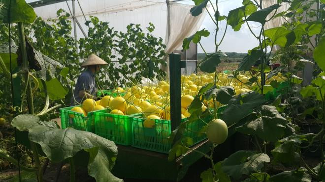 Dưa lưới của Unifarm đạt chuẩn GAP Dưa lưới của Unifarm đạt chuẩn GAP