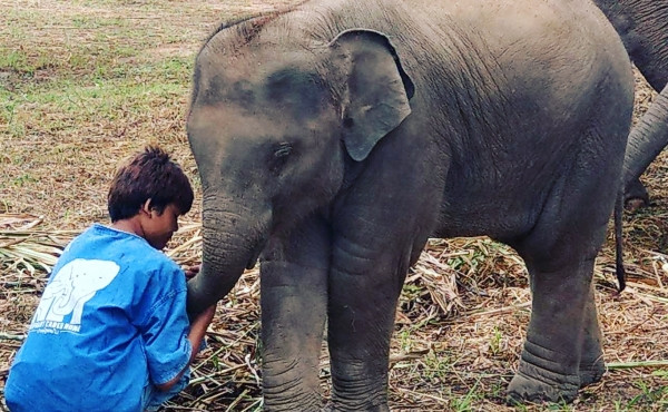 Những chú voi ở Thái Lan được hỗ trợ tiền mua thức ăn Những chú voi ở Thái Lan được hỗ trợ tiền mua thức ăn