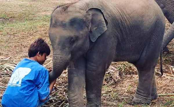 Những chú voi ở Thái Lan được hỗ trợ tiền mua thức ăn Những chú voi ở Thái Lan được hỗ trợ tiền mua thức ăn