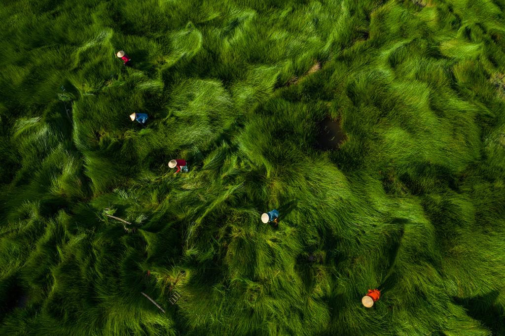 "Thu hoạch cói" - Nguyễn Sanh Quốc Huy - Đà Nẵng