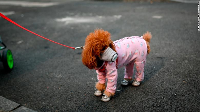 Một chú chó đeo khẩu trang khi đi dạo tại đường phố Bắc Kinh (Ảnh: CNN) Một chú chó đeo khẩu trang khi đi dạo tại đường phố Bắc Kinh (Ảnh: CNN)