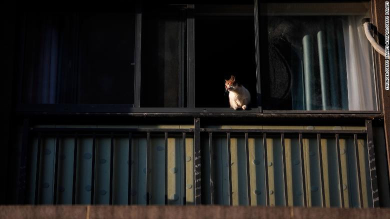 Chó, mèo bị bỏ rơi vì bị cho rằng có khả năng lây nhiễm bệnh (Ảnh: CNN) Chó, mèo bị bỏ rơi vì bị cho rằng có khả năng lây nhiễm bệnh (Ảnh: CNN)