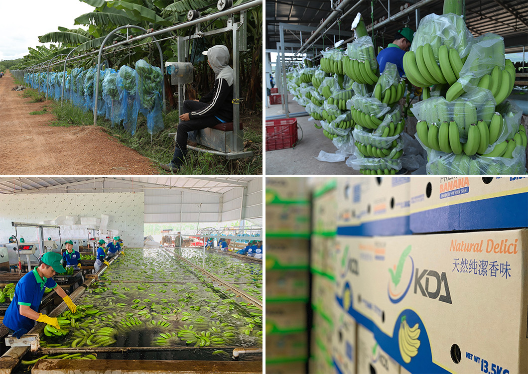 Hình ảnh trang trại chuối KD Green Farm của Tập đoàn KDI Holdings. Hình ảnh trang trại chuối KD Green Farm của Tập đoàn KDI Holdings.