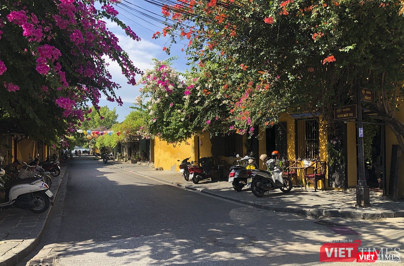 Hoa giấy đã nở khắp con phố