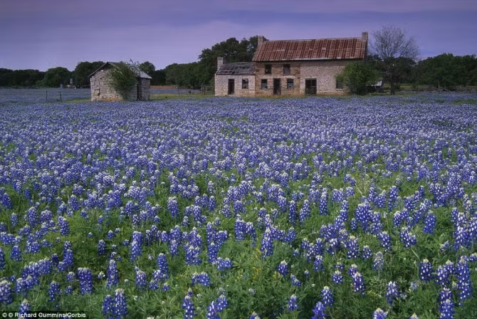 Texas còn được biết đến là kinh đô của loài hoa bluebonnet