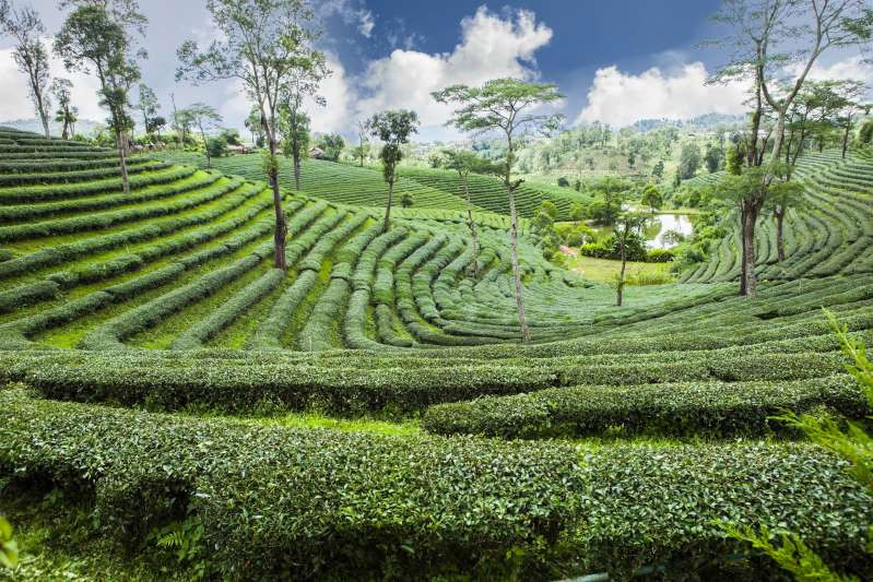 Nông trường chè Thái Lan 