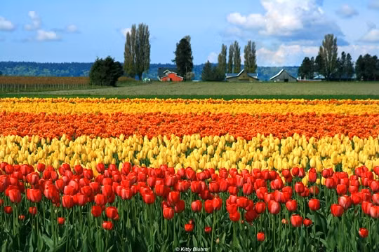 Lễ hội hoa Tulip ở thung lũng Skagit ở Washington, Hoa Kỳ