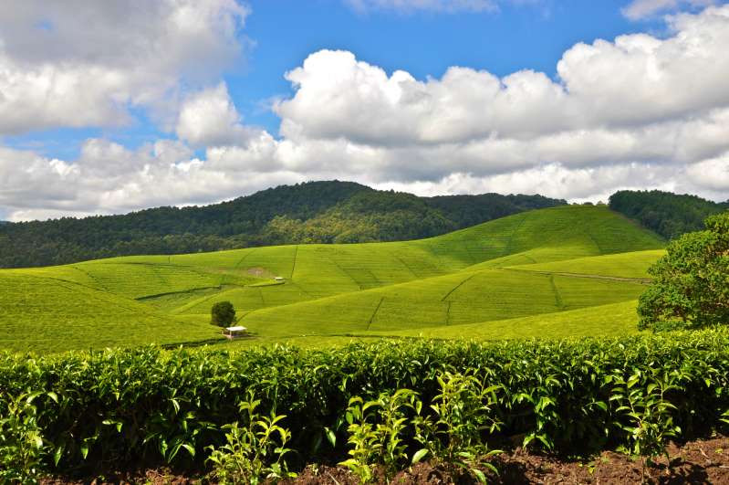 Nông trường chè Rwanda 