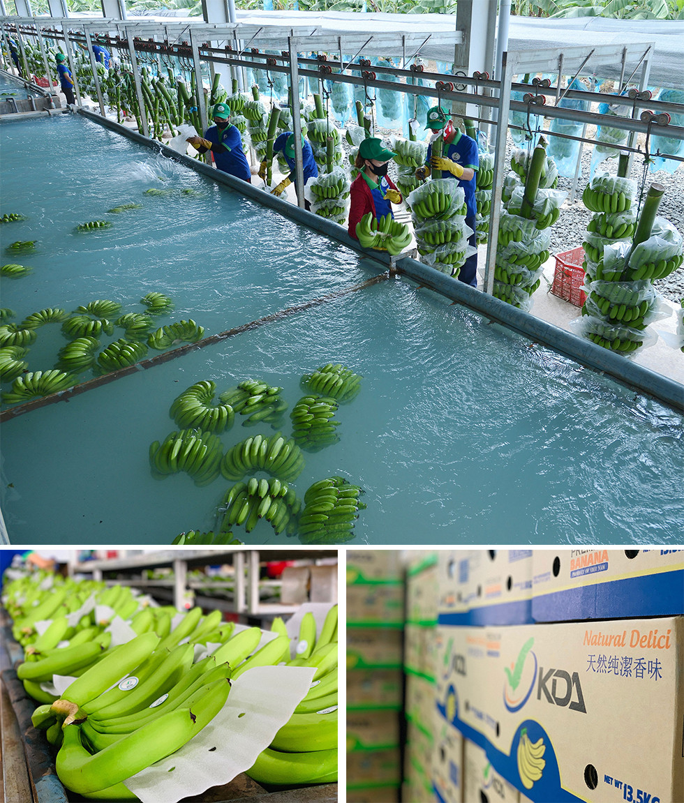 Dây chuyền sản xuất chuối KDA tại Đắk Lắk. Dây chuyền sản xuất chuối KDA tại Đắk Lắk.