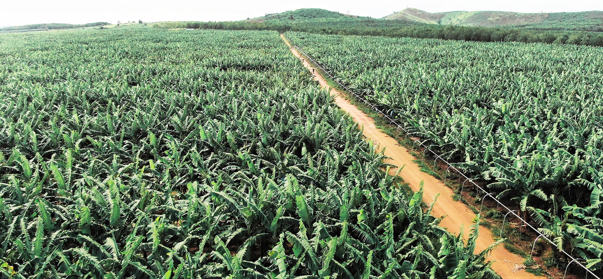 Trang trại chuối KD Green Farm của Tập đoàn KDI Holdings. Trang trại chuối KD Green Farm của Tập đoàn KDI Holdings.