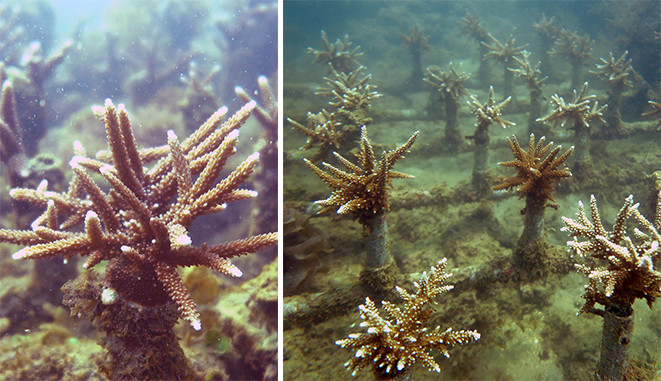 San hô được phục hồi và tái sinh tại bãi Tiên, dự án Vega City Nha Trang San hô được phục hồi và tái sinh tại bãi Tiên, dự án Vega City Nha Trang