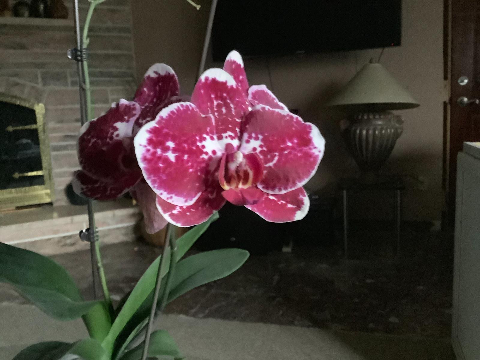 ảnh: Phone Arena ảnh: Phone Arena