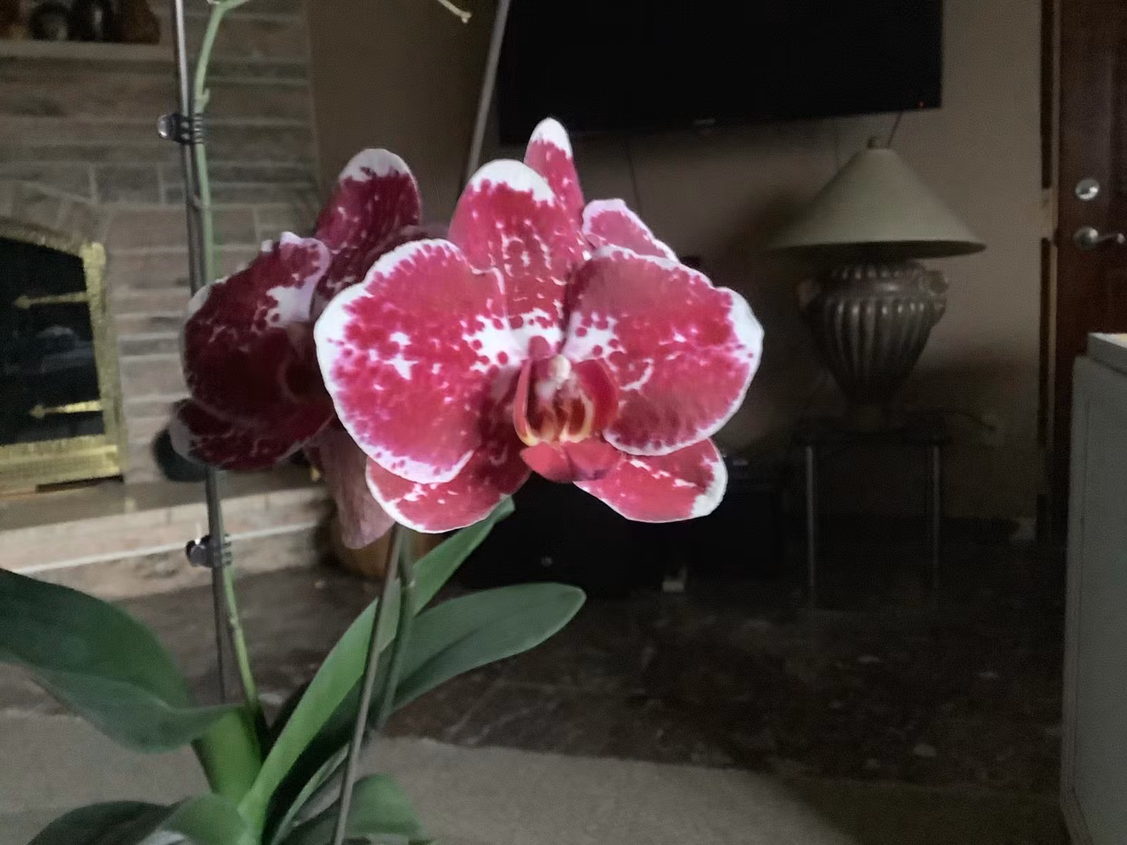 ảnh: Phone Arena ảnh: Phone Arena