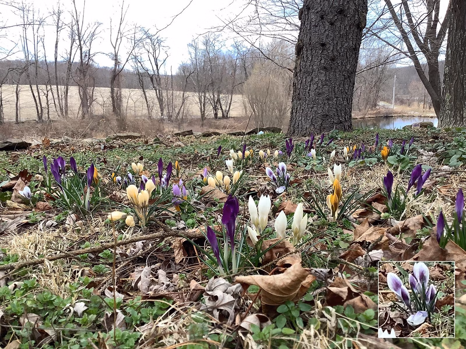 ảnh: Phone Arena ảnh: Phone Arena