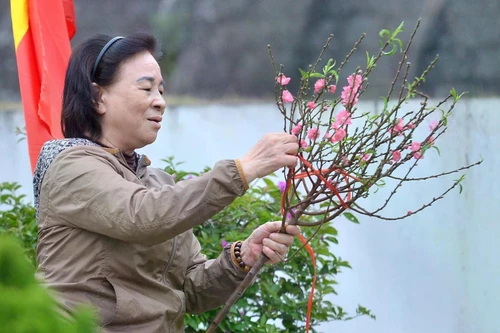 Đào, quất theo chân người đi tảo mộ ngày giáp Tết