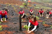 SeABank trao tặng hơn 670.800 cây keo phục hồi rừng Hà Tĩnh