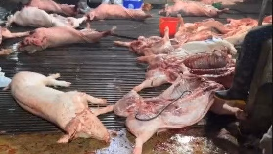 Thịt lợn chết vào bữa ăn học sinh - tội ác không thể tha thứ