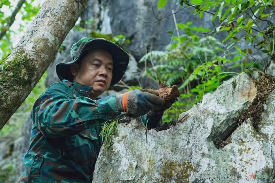 Trung tá quân nhân chuyên nghiệp (QNCN) Nguyễn Bá Quân, Đội tìm kiếm, quy tập hài cốt liệt sĩ Bộ Chỉ huy Quân sự tỉnh Tuyên Quang đu mình trên vách đá để tìm kiếm hài cốt liệt sĩ. Ảnh: Tư liệu Đội.