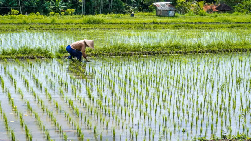 Trồng lúa trên cánh đồng lúa truyền thống ở Bali, Indonesia. Ảnh NoCamels