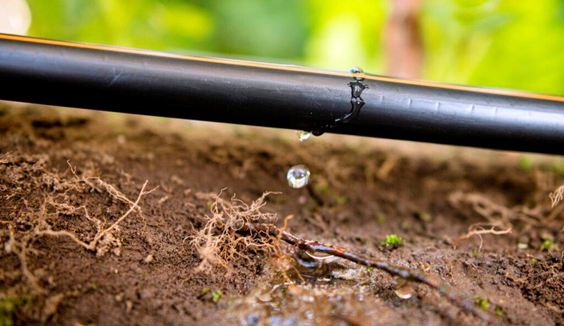 Hệ thống tưới tiêu được cấp bằng sáng chế của Netafim cung cấp nước từng giọt vào đúng thời điểm cần thiết. Ảnh NoCamels Hệ thống tưới tiêu được cấp bằng sáng chế của Netafim cung cấp nước từng giọt vào đúng thời điểm cần thiết. Ảnh NoCamels