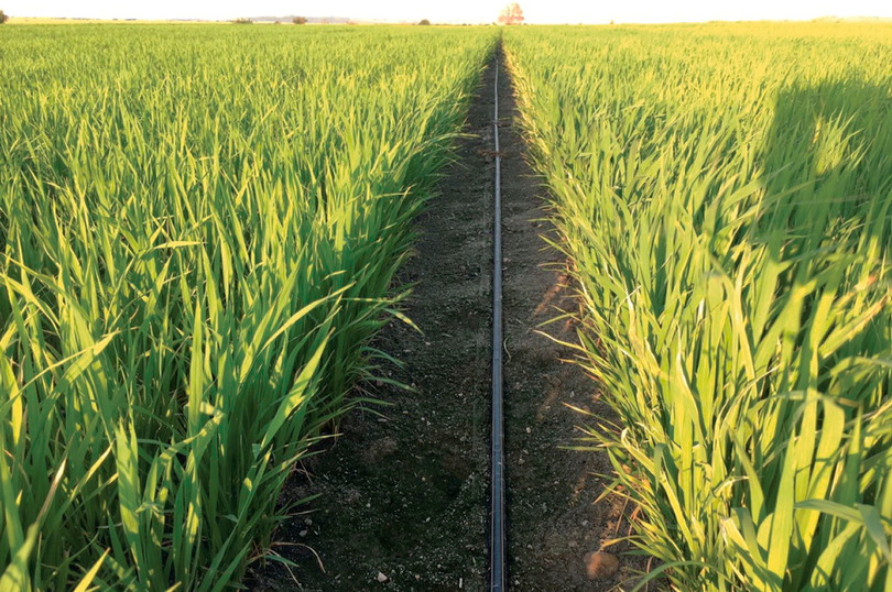 Trồng lúa bằng phương pháp tưới nhỏ giọt, chỉ sử dụng một phần ba lượng nước, ở Thổ Nhĩ Kỳ. Ảnh NoCamels Trồng lúa bằng phương pháp tưới nhỏ giọt, chỉ sử dụng một phần ba lượng nước, ở Thổ Nhĩ Kỳ. Ảnh NoCamels