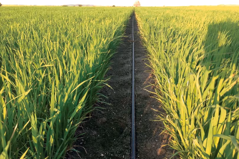 Trồng lúa bằng phương pháp tưới nhỏ giọt, chỉ sử dụng một phần ba lượng nước, ở Thổ Nhĩ Kỳ. Ảnh NoCamels