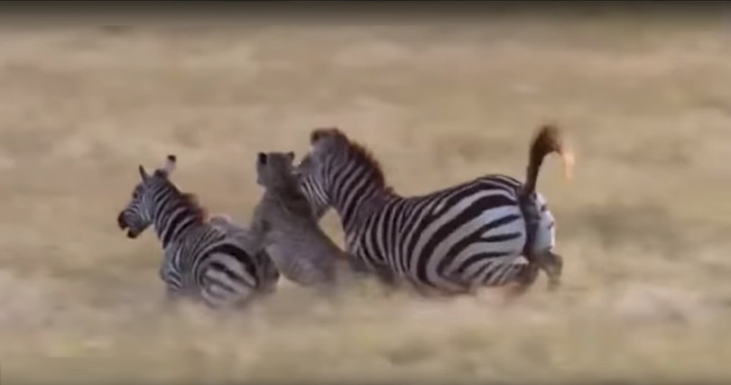 Báo châu Phi tấn công ngựa vằn - ảnh minh họa video
