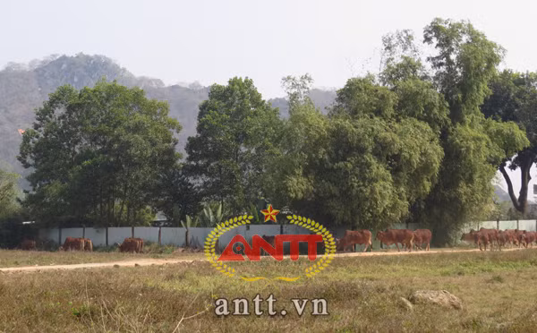 Ông chủ Tuần Châu: Lo 'sạn' Vịnh, 'quên' dự án ở đồng bằng? ảnh 3