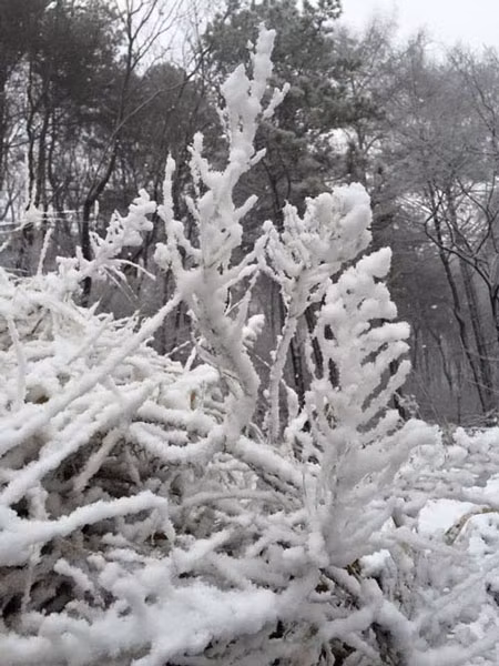 Tuyết rơi dày, phủ trắng ngọn cây.