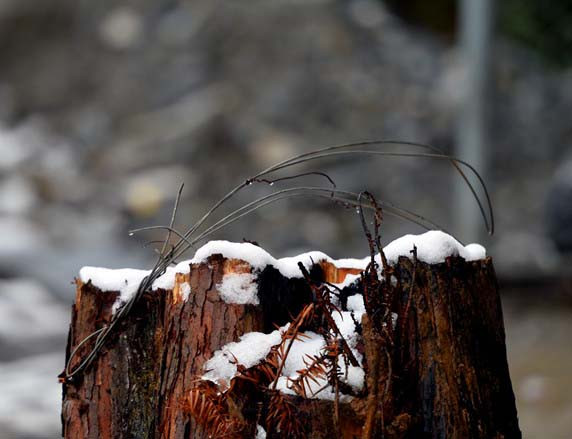 Băng tuyết đọng trên các gốc cây ven đường.