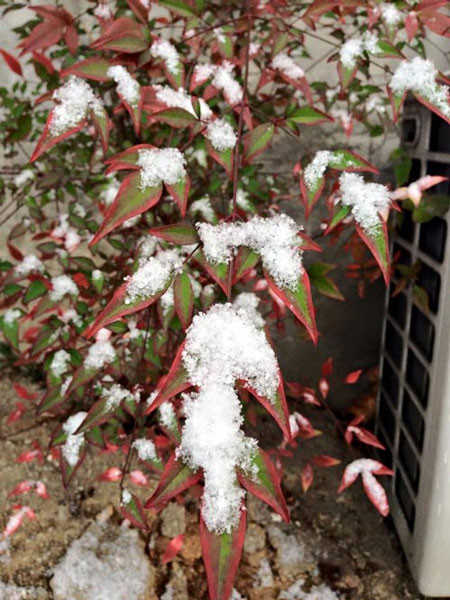 Cây cối bị tuyết phủ trắng.