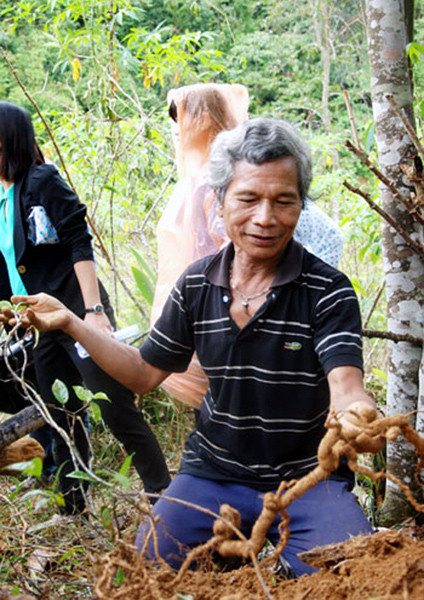 “Vua sâm” Bríu Pố đang khai thác sâm ba kích trên vườn rừng