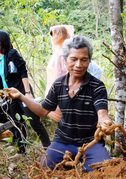 “Vua sâm” Bríu Pố đang khai thác sâm ba kích trên vườn rừng