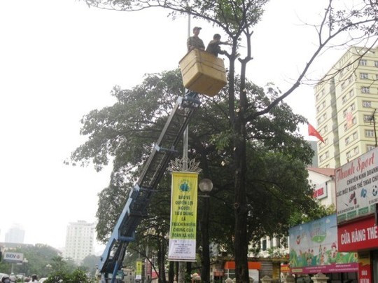 Cây xanh cao hàng chục m bị đốn hạ 