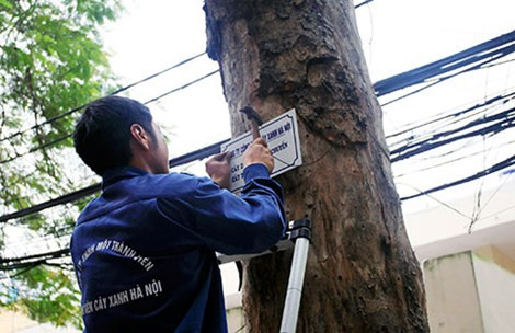 Nhân viên Công ty Cây xanh Hà Nội treo biển lấy ý kiến người dân về việc thay thế, cải tạo cây xanh.