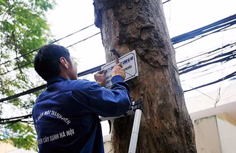 Nhân viên Công ty Cây xanh Hà Nội treo biển lấy ý kiến người dân về việc thay thế, cải tạo cây xanh.