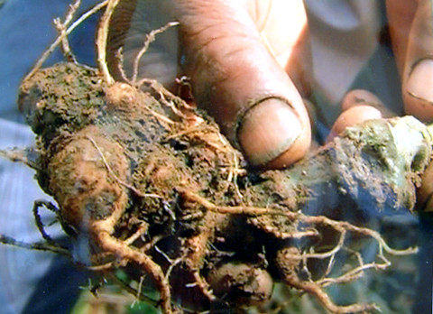 Củ sâm Ngọc Linh 10 năm tuổi nặng 0,2 kg có giá gần 10 triệu đồng.