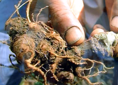 Củ sâm Ngọc Linh 10 năm tuổi nặng 0,2 kg có giá gần 10 triệu đồng.