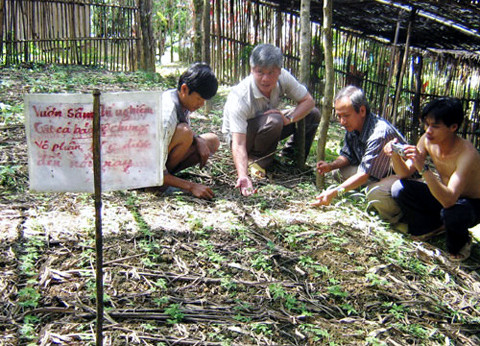 Một vườn sâm giống của người dân Măng Lùng, xã Trà Linh, huyện Nam Trà My.